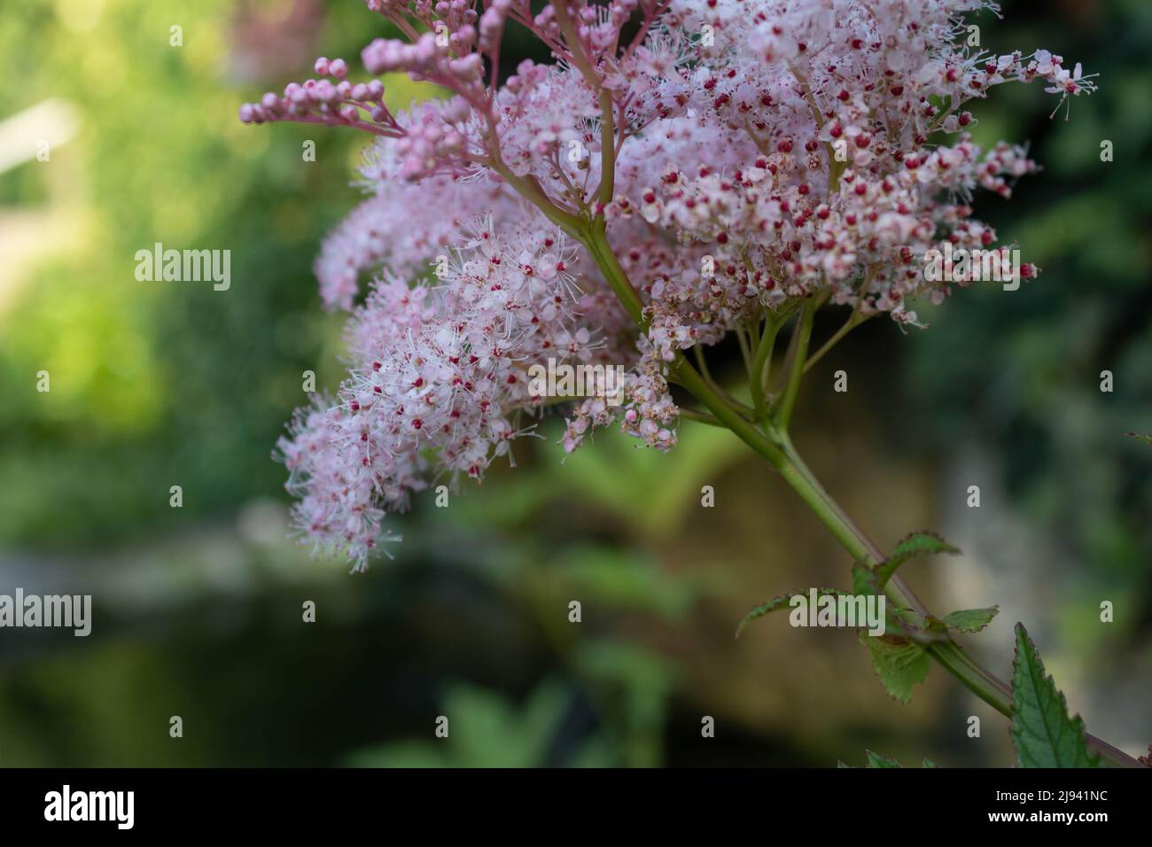 Blooming branch of french tamarisk (Tamarix gallica) against green background, close up Stock Photo
