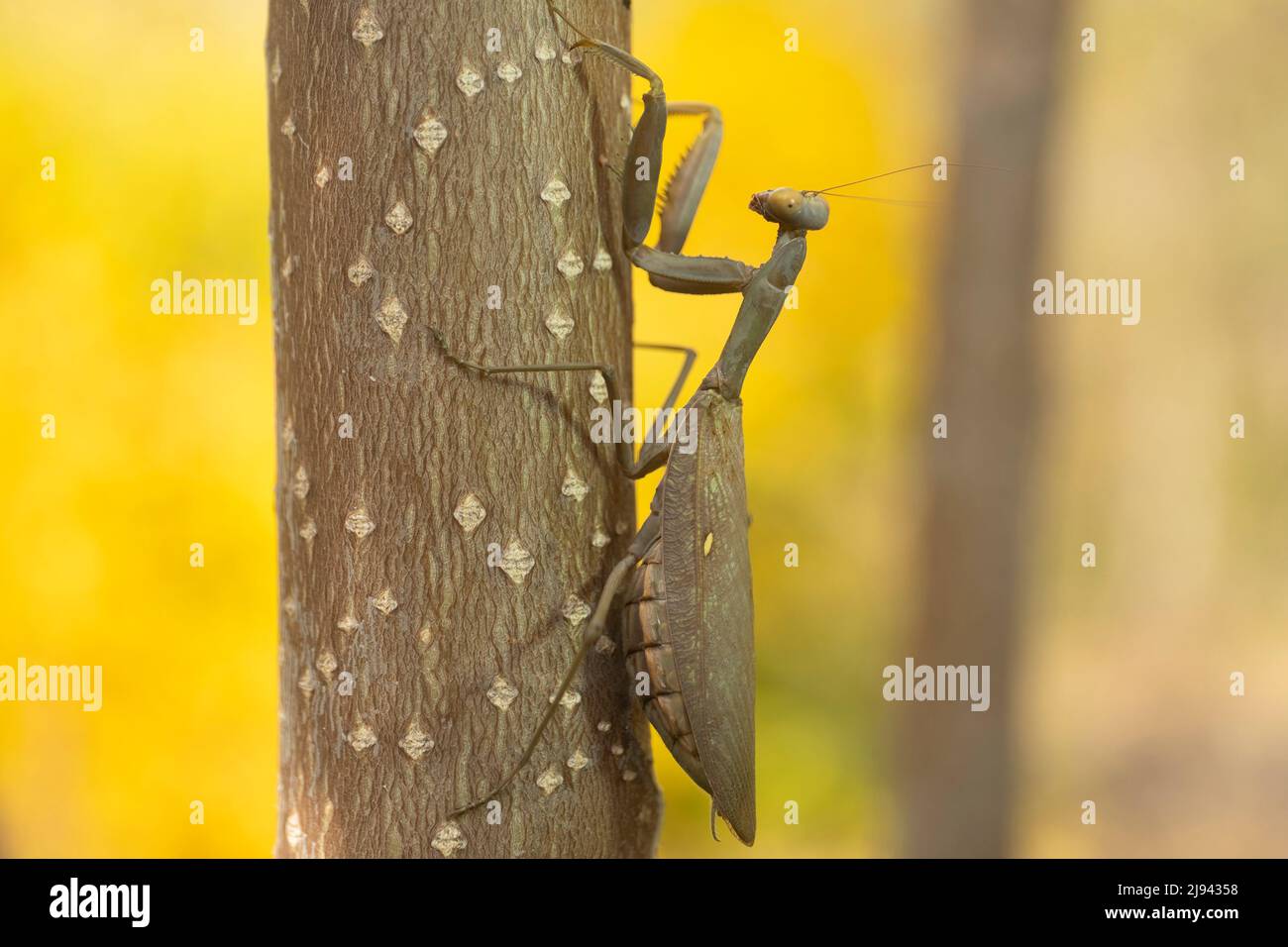 Praying mantis goes up the trunk of a tree, on background on autumn yellow leaves. Transcaucasian tree mantis (Hierodula transcaucasica). Close-up of Stock Photo