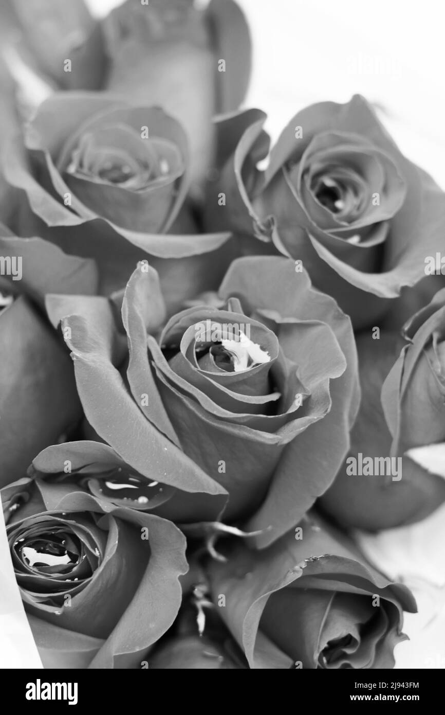 Beautiful fresh roses and flowers in full bloom and in black and white
