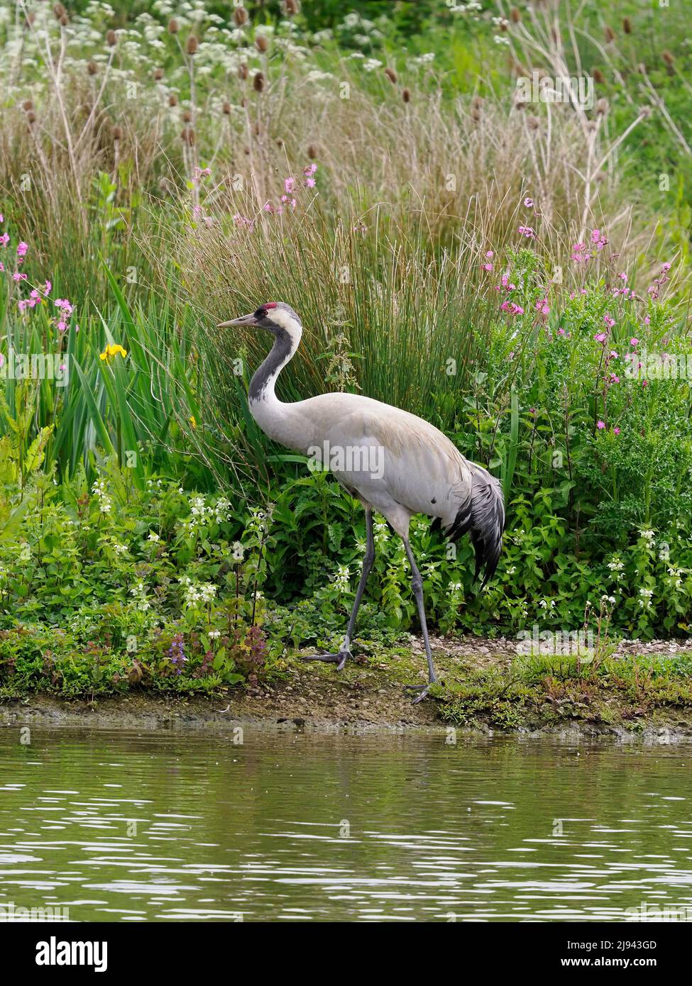 European or Common crane, Grus grus, single bird by water, Gloucestershire, May 2022 Stock Photo