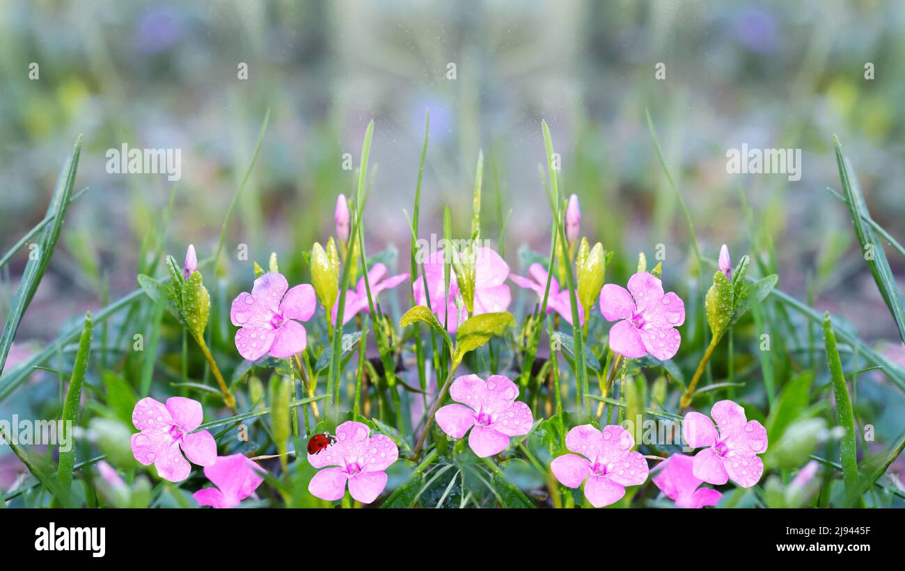 Unfocused spring background with blooming pink periwinkle . Selective focus Stock Photo