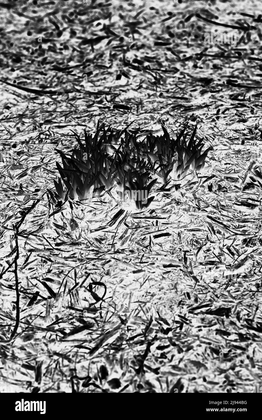 Growing sprouts Black and White Stock Photos & Images - Alamy