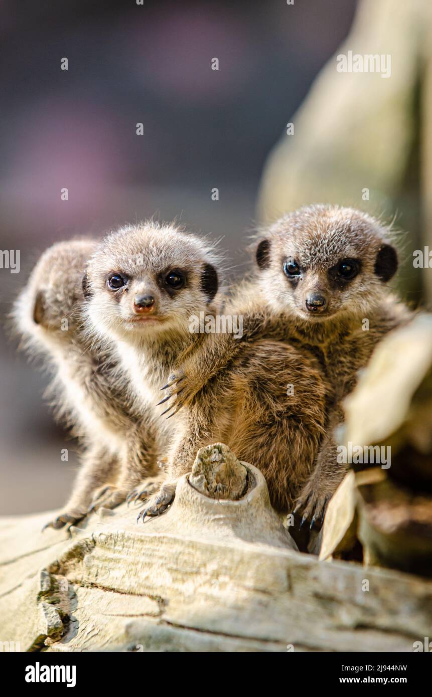 Baby meerkats hi-res stock photography and images - Alamy