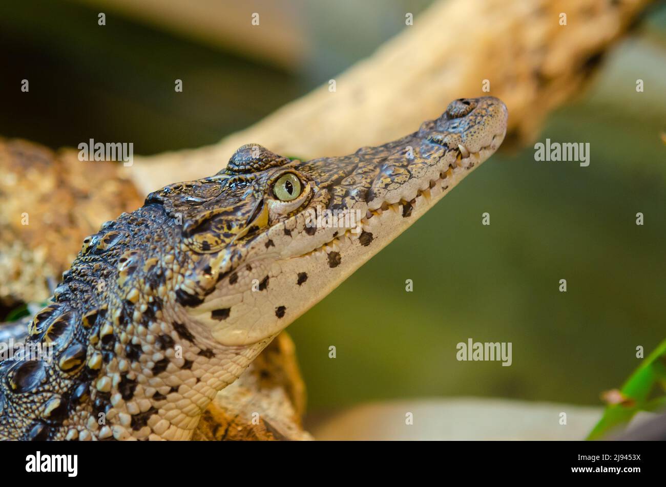 Cuban crocodile in it's habitat Stock Photo