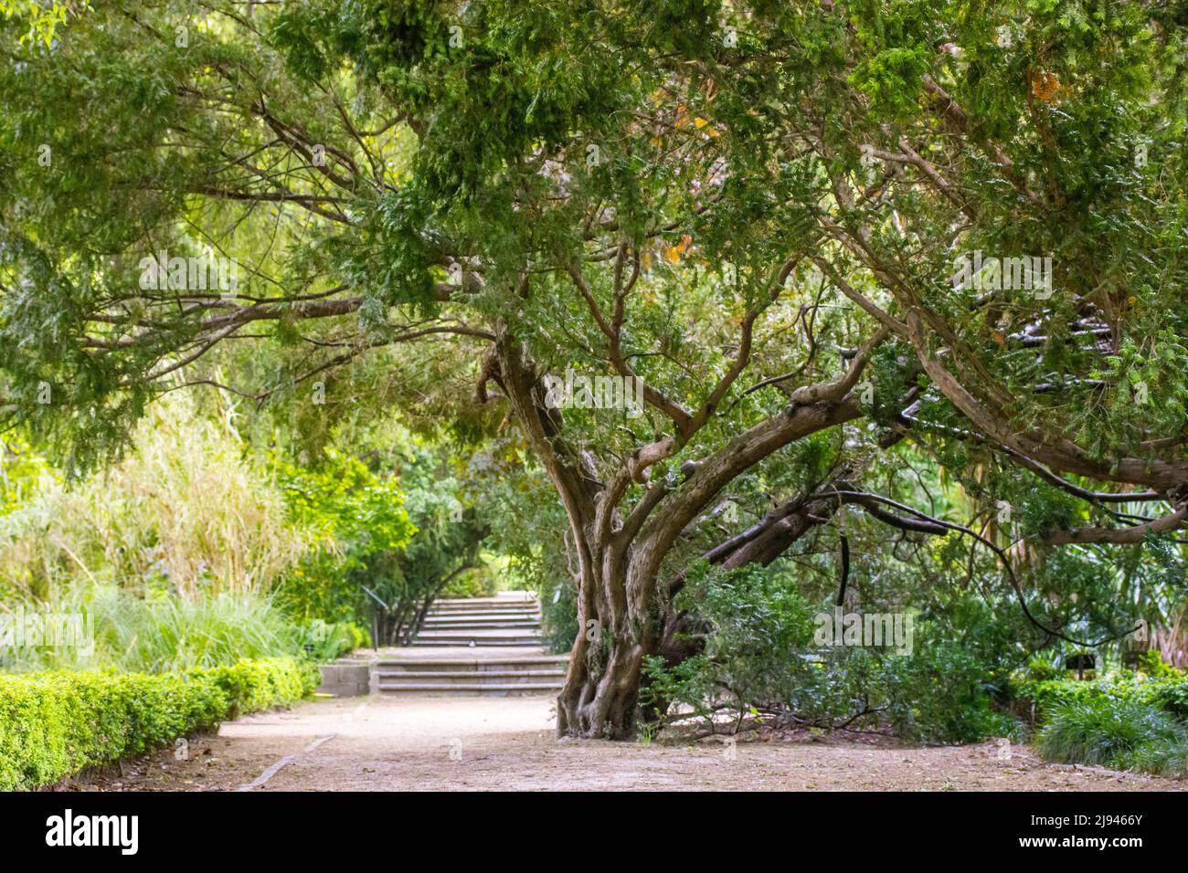 Large branching deciduous tree with green foliage, lush crown in a