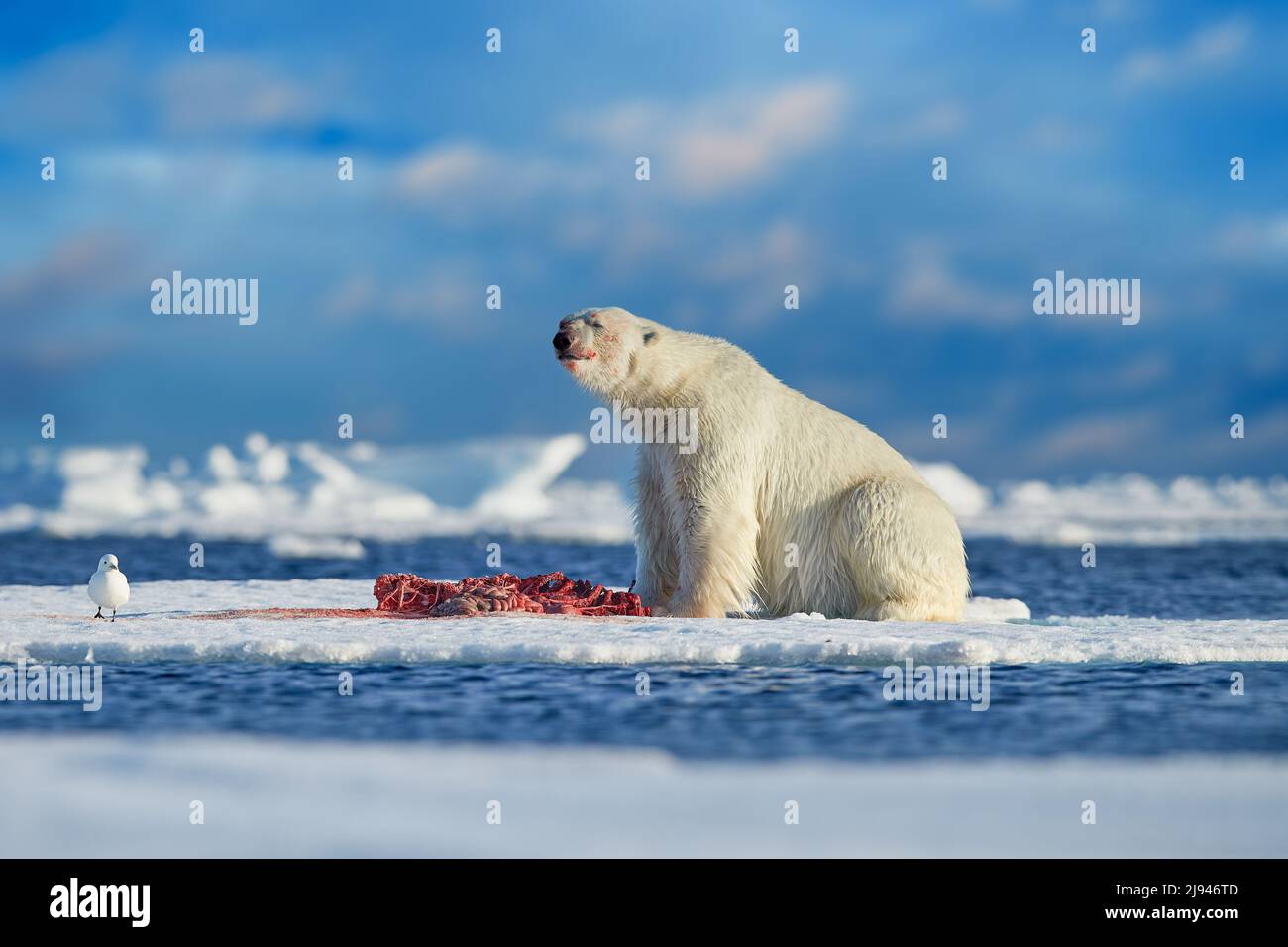 Polar bear on drifting ice with snow feeding on killed seal, skeleton and blood, wildlife Svalbard, Norway. Beras with carcass, wildlife nature. Stock Photo