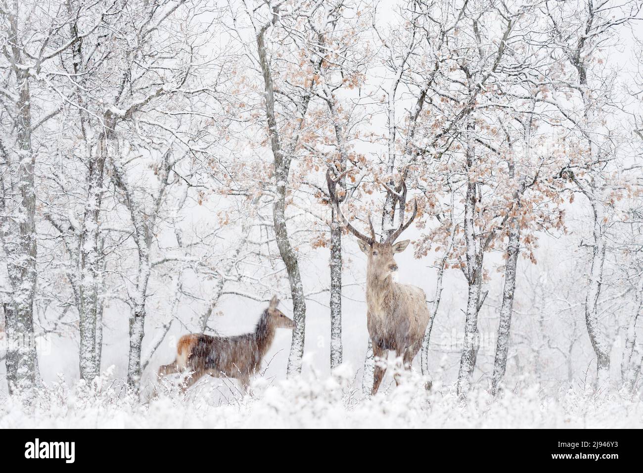 Male and female pair Red deer, Cervus elaphus, big animal in the nature forest habitat. Deer in oak trees mountain, Studen Kladenec, Eastern Rhodopes, Stock Photo