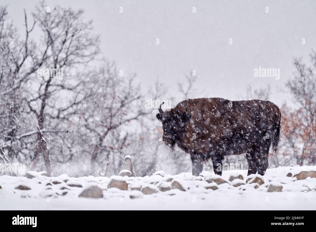 Bison in the winter snow forest, misty scene with big brown animal in nature habitat, cold weather, Studen Kladenec, Eastern Rhodopes, Bulgaria. Snow Stock Photo