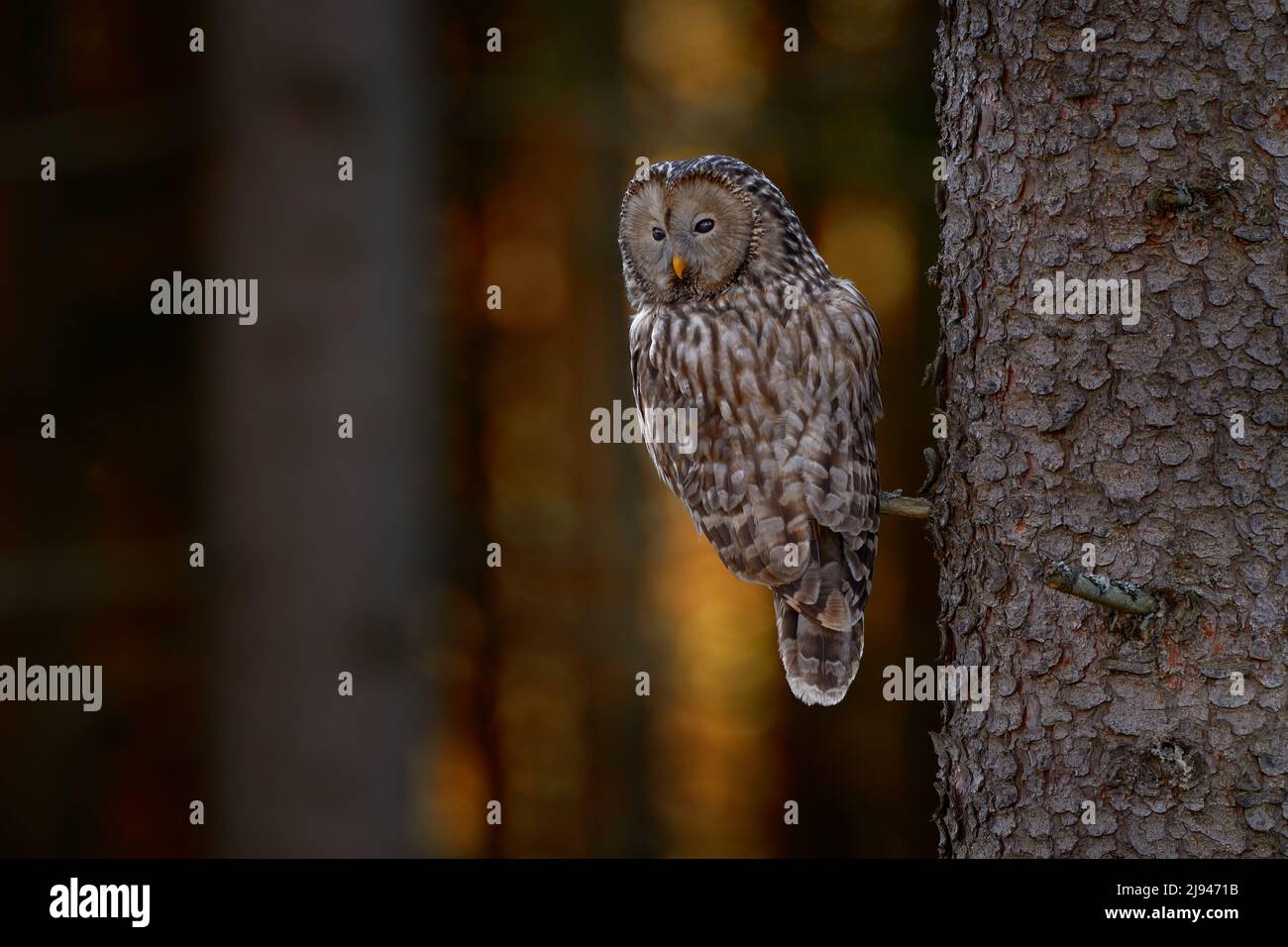 Ural Owl, Strix uralensis, sitting on tree branch, in green leaves oak forest, Wildlife scene from nature. Habitat with wild bird. Owl in the spruce t Stock Photo