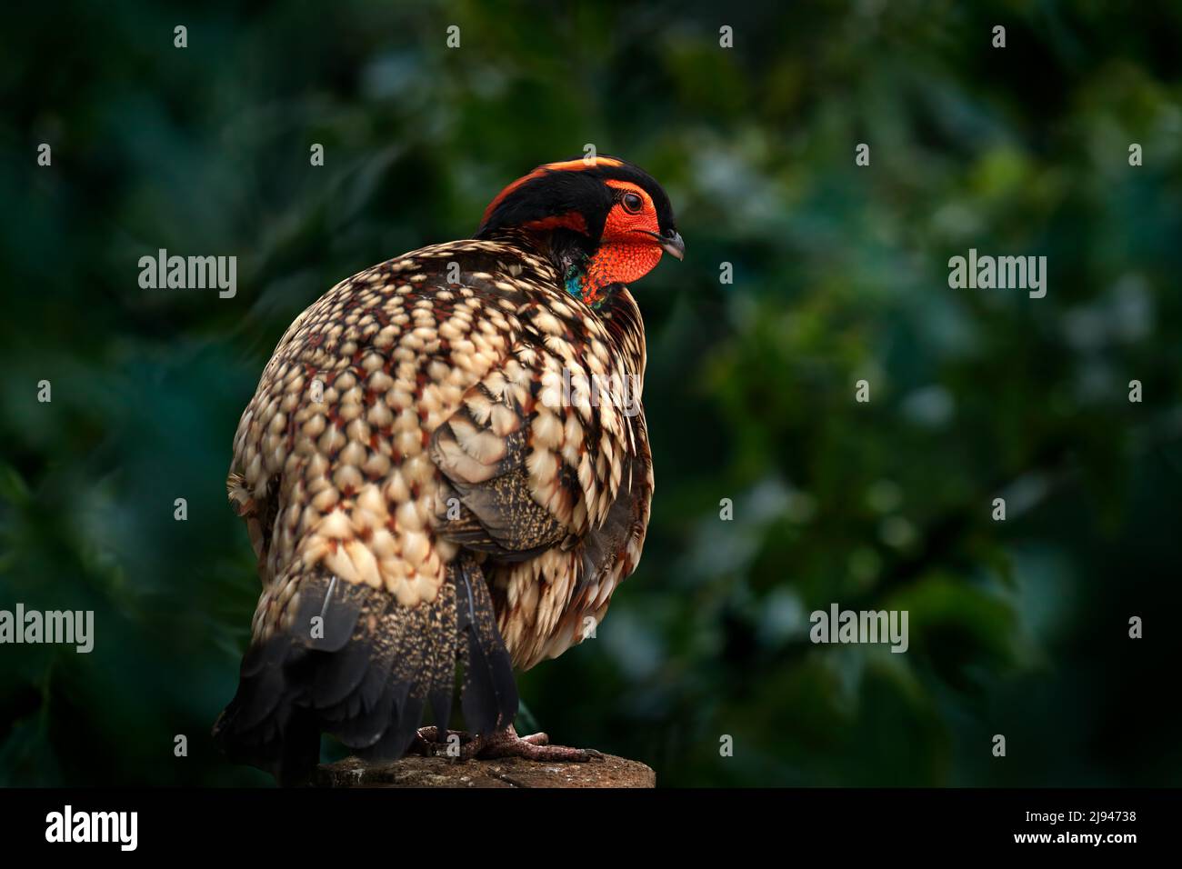 Cabot's tragopan, Tragopan caboti, pheasant from south-east China, big forest endemic bird in the nature habite. Wildlife China in Asia. Tragopan phea Stock Photo