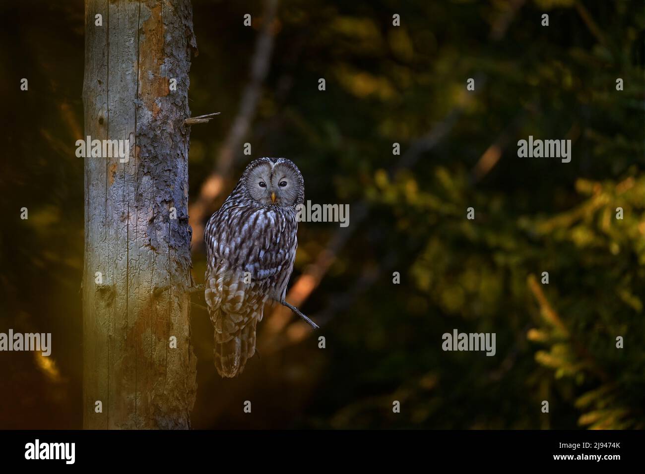 Owl in the spruce tree forest habitat, Slovakia. Ural Owl, Strix uralensis, sitting on tree branch, in green leaves oak forest, Wildlife scene from na Stock Photo