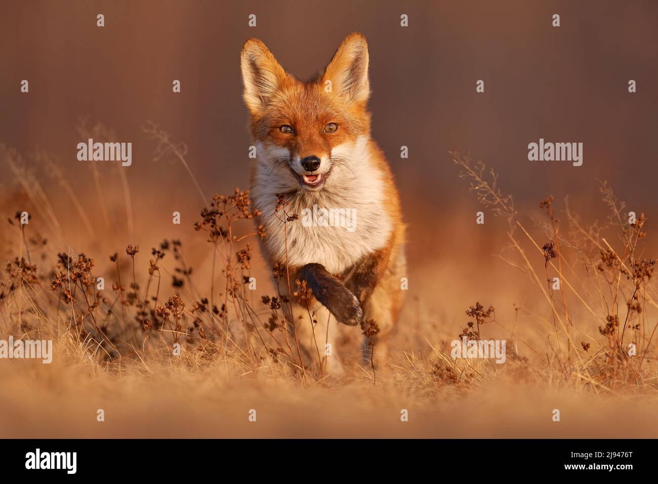 Fox sunset, orange evening light. Orange fur coat animal in the nature habitat. Fox on the green forest meadow. Red Fox hunting, Vulpes vulpes, wildli Stock Photo