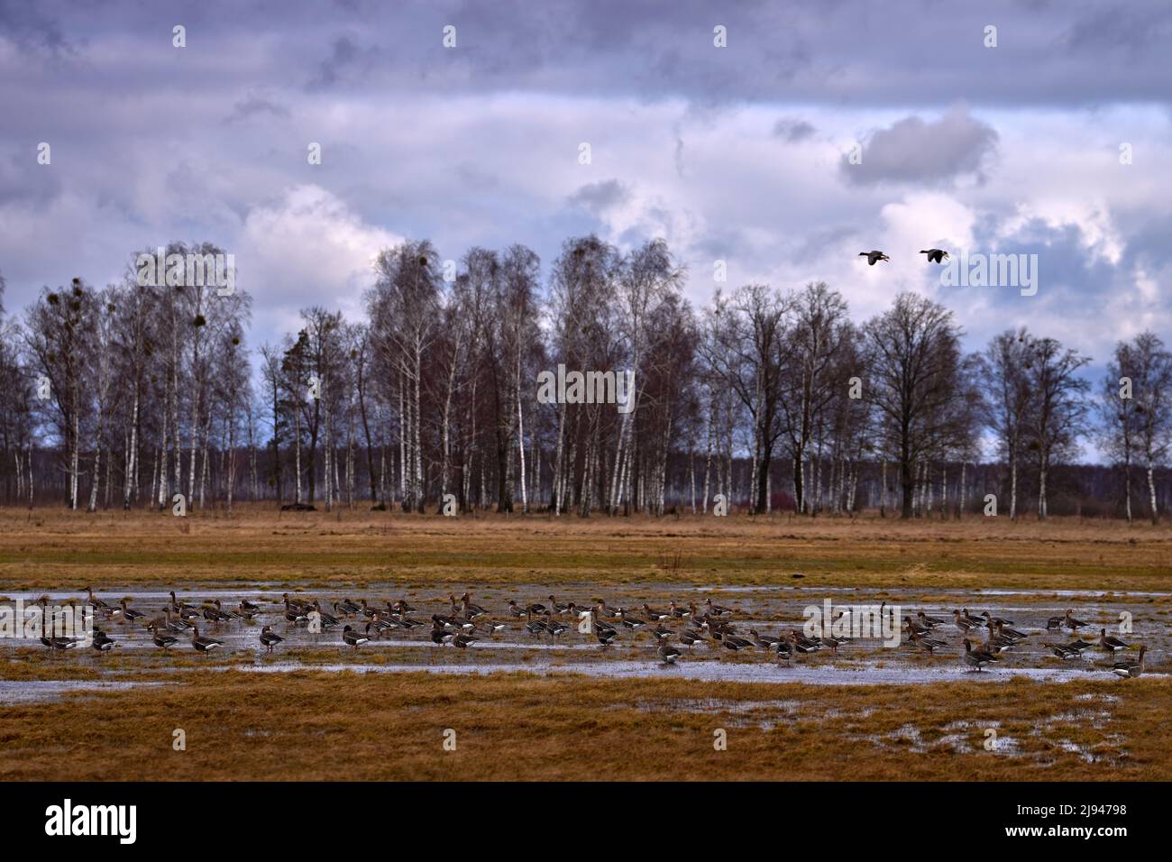 Biebrza National Park in Poland, birds on the field medow, rainy day in nature.  White-fronted goose and bean goose in the lake water, Biebrzański Par Stock Photo