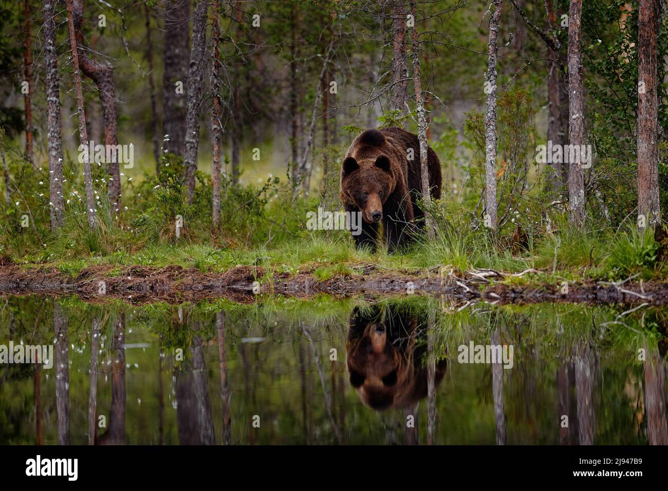 Summer wildlife. Bear standing,  sit up on its hind legs, somerr forest with cotton grass.  Dangerous animal in nature forest and meadow habitat. Wild Stock Photo