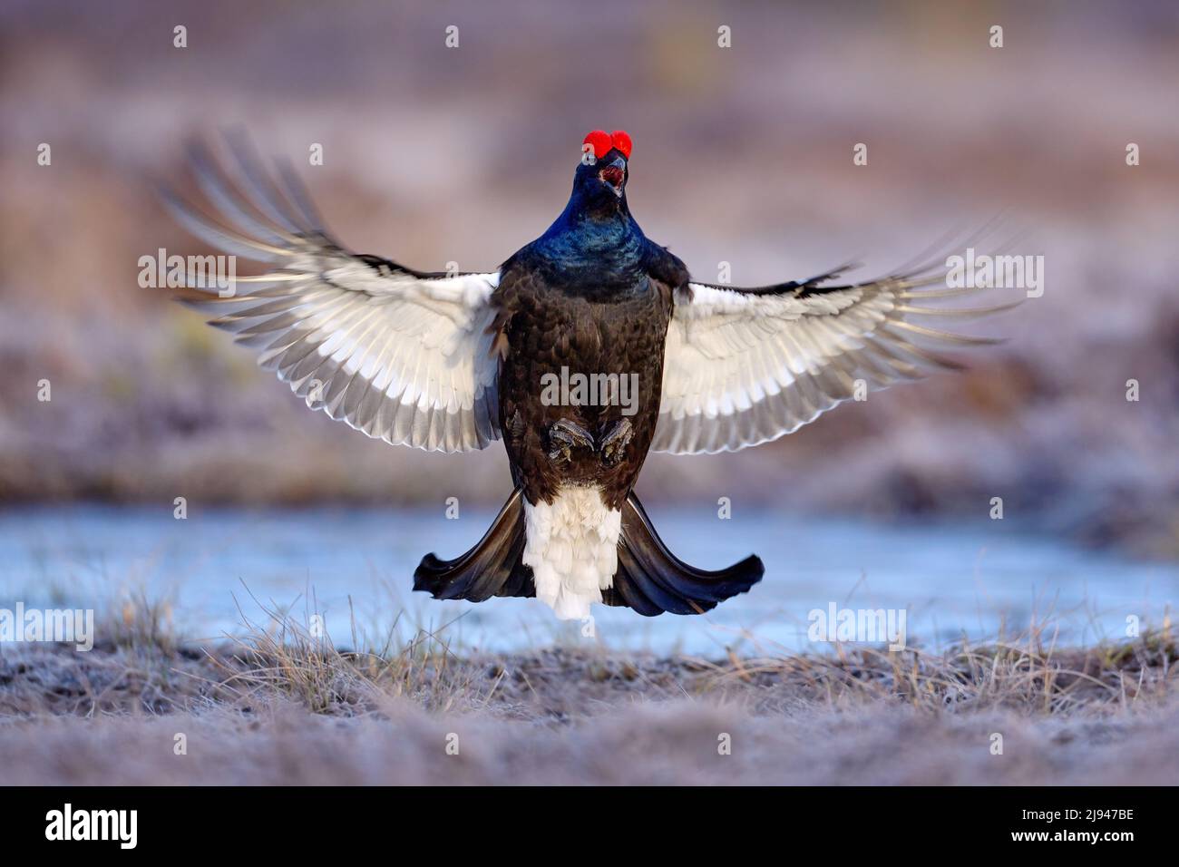 Black grouse fly in cold morning. Nice bird Grouse, Tetrao tetrix, in marshland, Finland. Spring mating season in the nature. Wildlife scene from nort Stock Photo