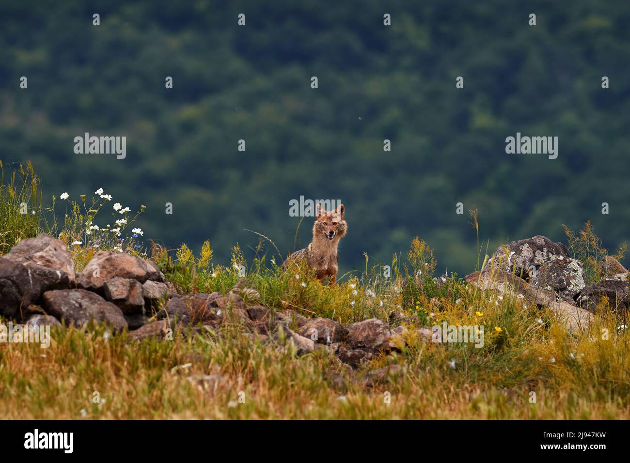 Jackal in nature, Romania. Golden jackal, Canis aureus, feeding scene on meadow, Europe. Wildlife from Balkan. Mountain animal in the nature habitat w Stock Photo