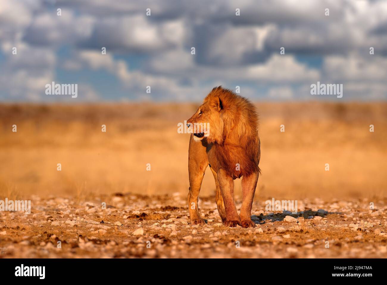Lion with mane in Etosha, Namibia. African lion walking in the grass, with beautiful evening light. Wildlife scene from nature. Animal in the habitat. Stock Photo