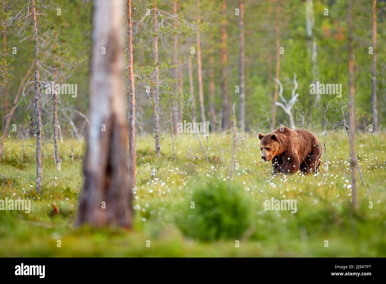 Summer wildlife, brown bear. Dangerous animal in nature forest and meadow habitat. Wildlife scene from Finland near Russian border. Stock Photo