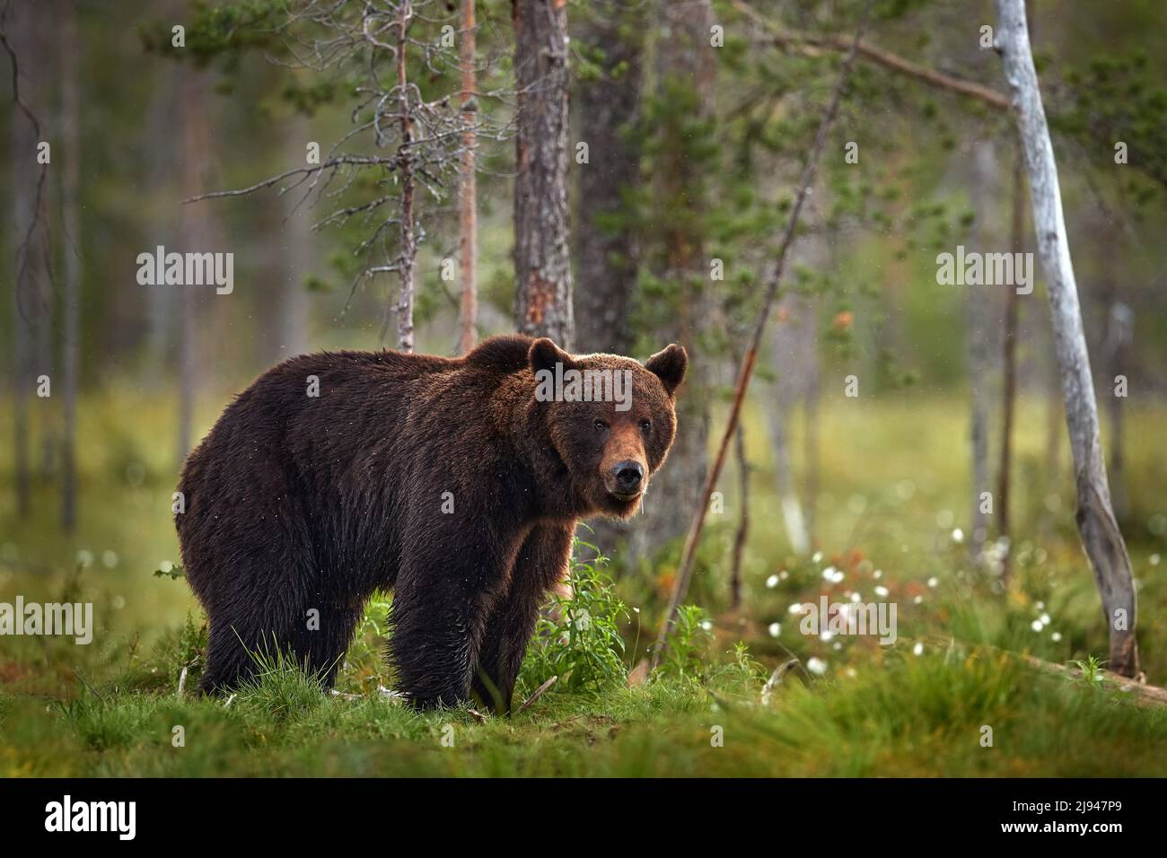 Summer wildlife. Bear standing,  sit up on its hind legs, somerr forest with cotton grass.  Dangerous animal in nature forest and meadow habitat. Wild Stock Photo