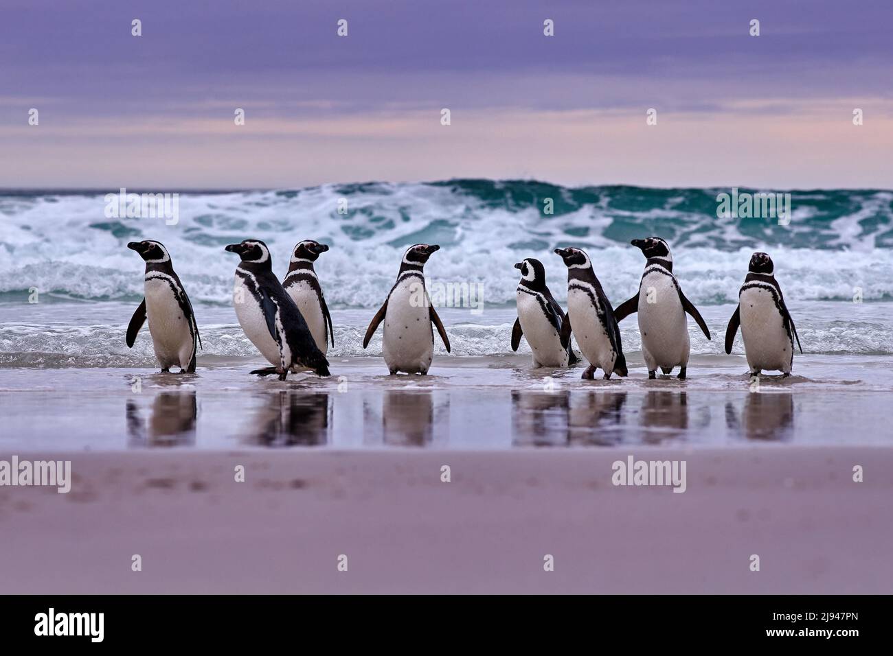 Penguin in the water. Bird playing in sea waves. Sea bird in the water. Magellanic penguin with ocean wave in the background, Falkland Islands, Antarc Stock Photo
