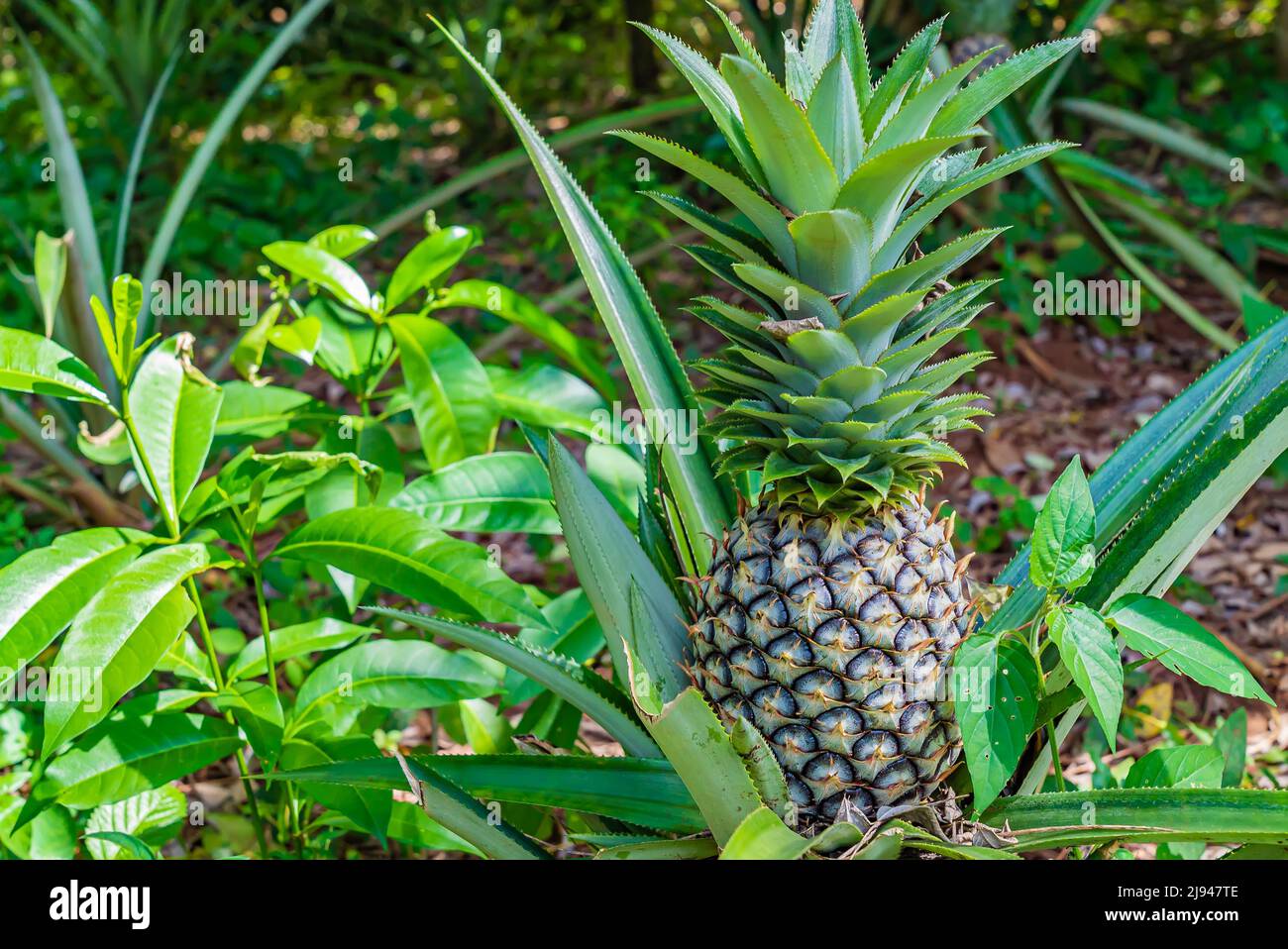 Pinya Close up of pineapple fruit on plantation of tropical fruit Stock Photo ...