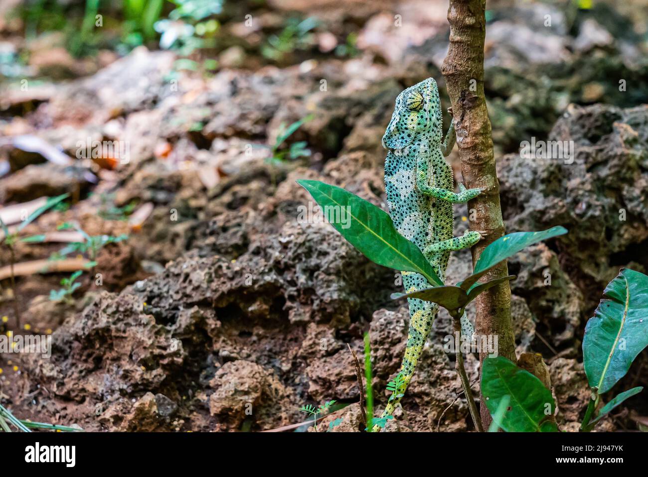 Chameleon climb on the tree. Chameleo on Zanzibar Stock Photo