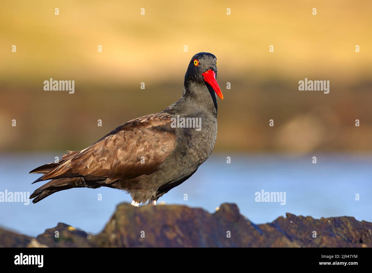 Wildlife, Falklnad Islands. Blakish oystercatcher, Haematopus ater, with bill in the water, black wader bird with red bill. Bird feeding sea food, in Stock Photo