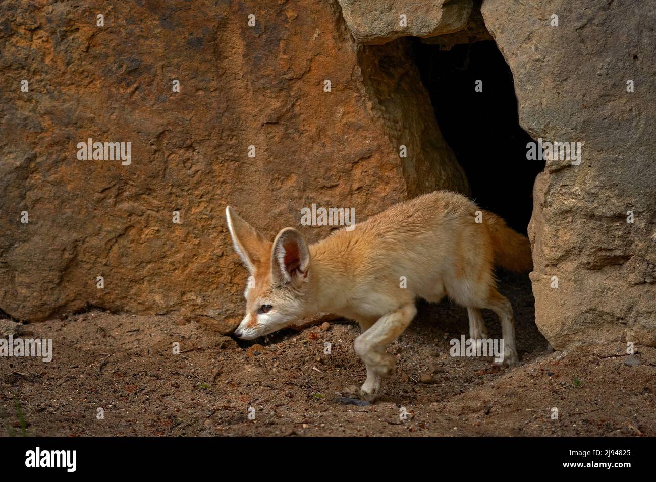 Fennec fox, Vulpes zerda, small crepuscular fox native to the deserts of North Africa. Stock Photo
