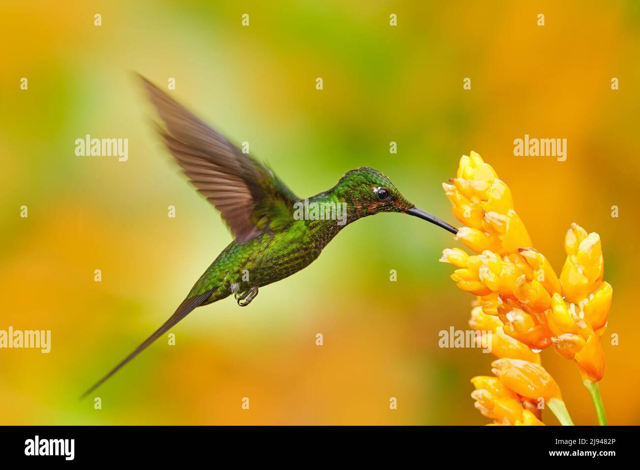 Colombia wildlife. Empress brilliant hummingbird in flight with yellow flower in from Colombia. Hummingbird in the nature tropical forest flying next Stock Photo