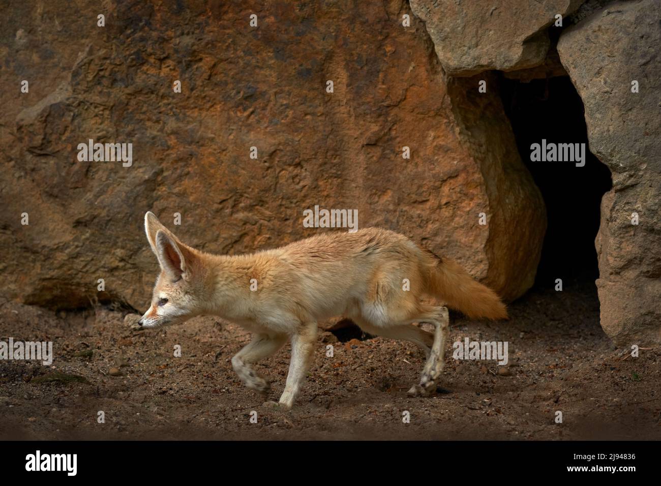 Fennec fox, Vulpes zerda, small crepuscular fox native to the deserts