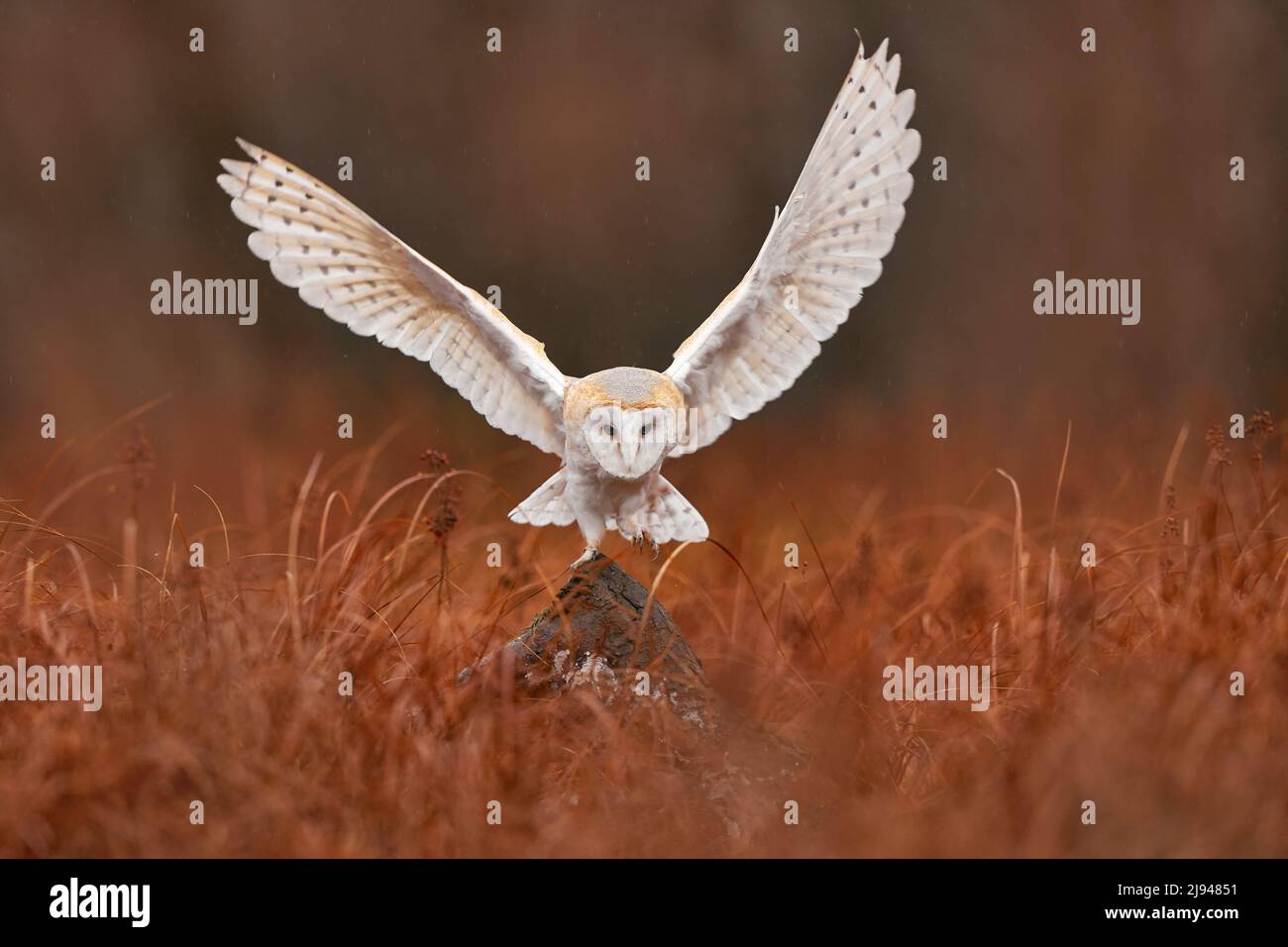 Owl landing flight with open wings. Barn Owl, Tyto alba, flight above red grass in the morning. Wildlife bird scene from nature. Cold morning sunrise, Stock Photo