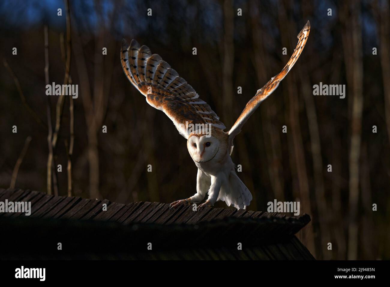 Owl landing flight with open wings. Barn Owl, Tyto alba, flight above