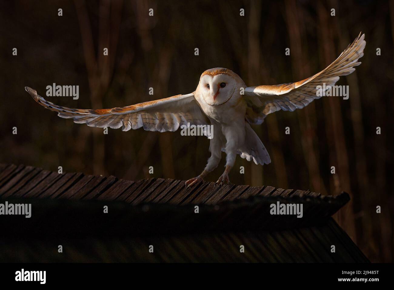 Owl landing flight with open wings. Barn Owl, Tyto alba, flight above red grass in the morning. Wildlife bird scene from nature. Cold morning sunrise, Stock Photo