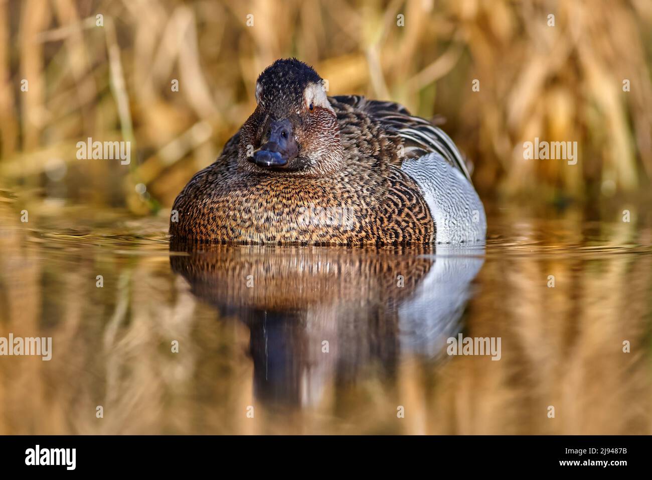 Garganey, Anas querquedula, small dabbling duck. It breeds in much of Europe and western Asia. Garganey detail close-up portrait in the water. Brown g Stock Photo
