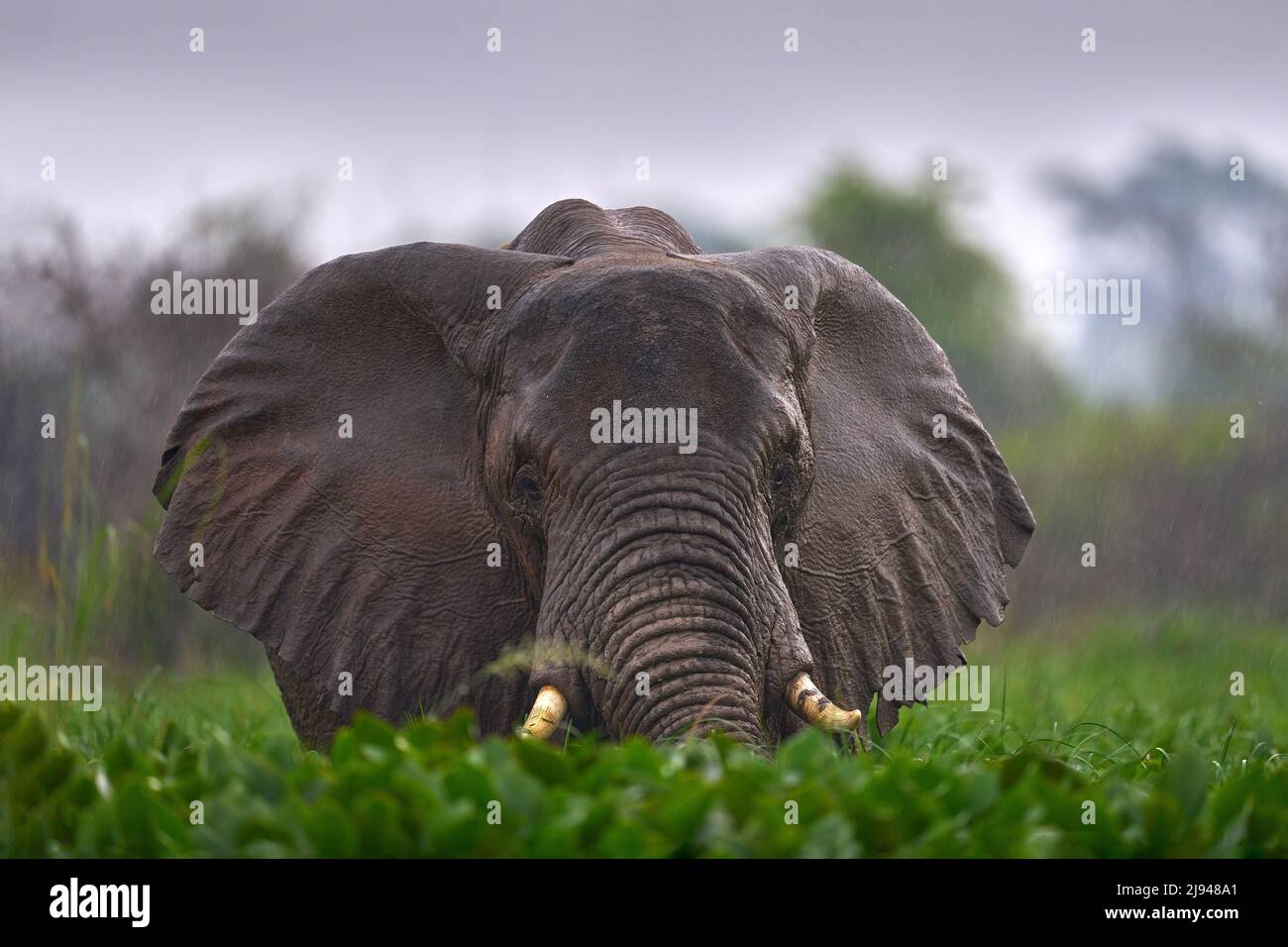 Elephant in rain. Elephant in Murchison Falls NP, Uganda. Big Mammal in the green grass, forest vegetation in the background. Elephant watewr walk in Stock Photo
