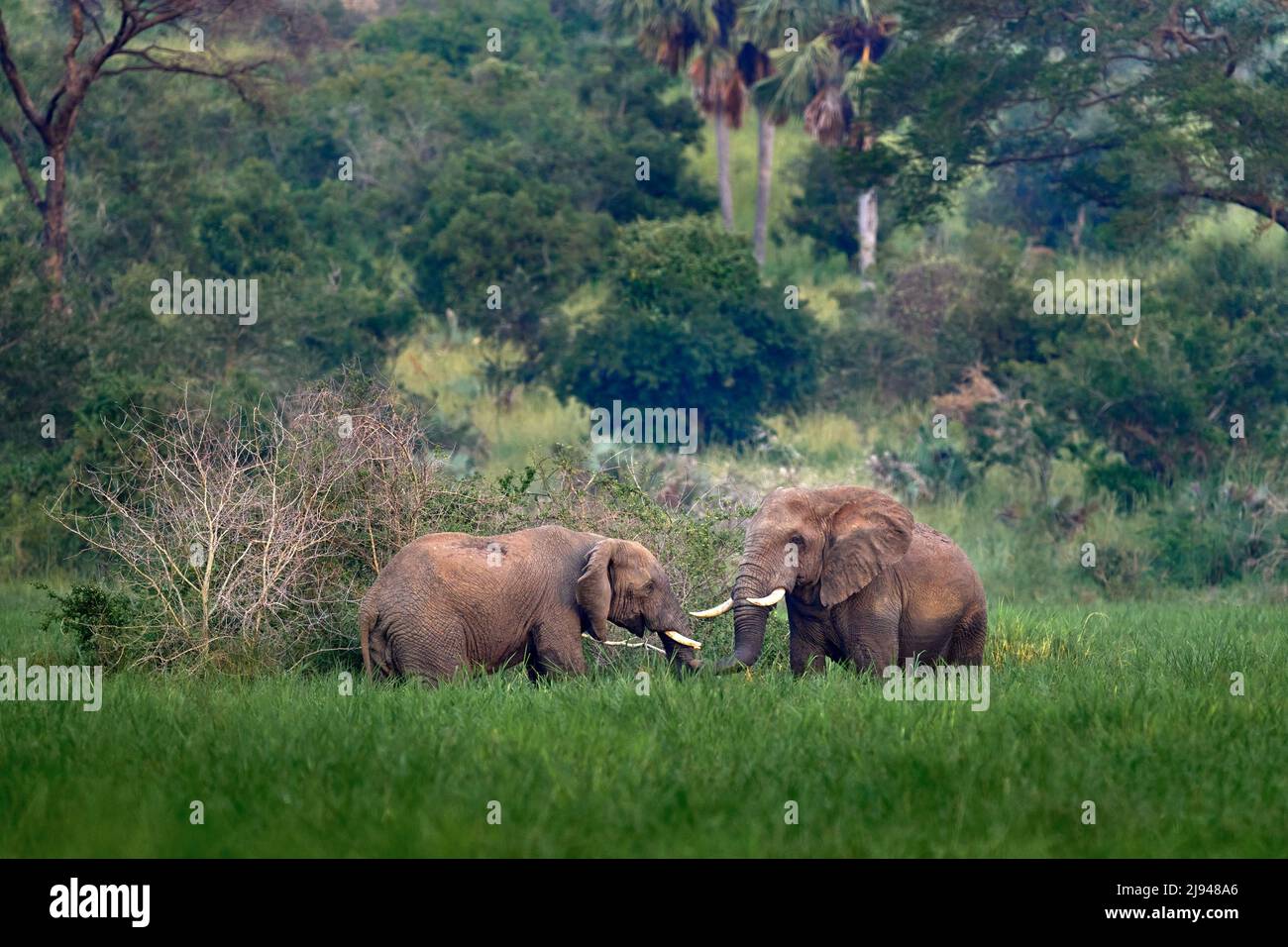 Elephant in rain. Elephant in Murchison Falls NP, Uganda. Big Mammal in the green grass, forest vegetation in the background. Elephant watewr walk in Stock Photo