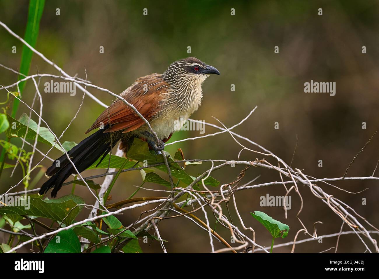 White-browed coucal or lark-heeled cuckoo, bird in family Cuculidae, sitting in branch in wild nature. Big bird coucal in habitat, Cyperus papyrus, Vi Stock Photo