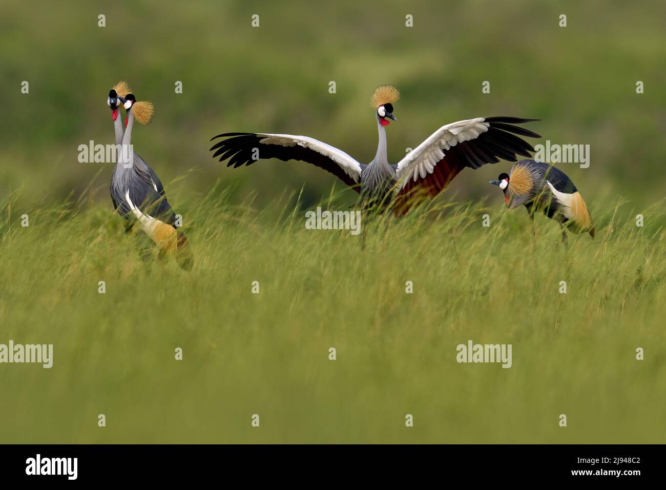 Bird dance. Crane love. Grey crowned crane, bird love, Balearica regulorum, with dark background. Bird head with gold crest in heavy rain, Africa, Mur Stock Photo