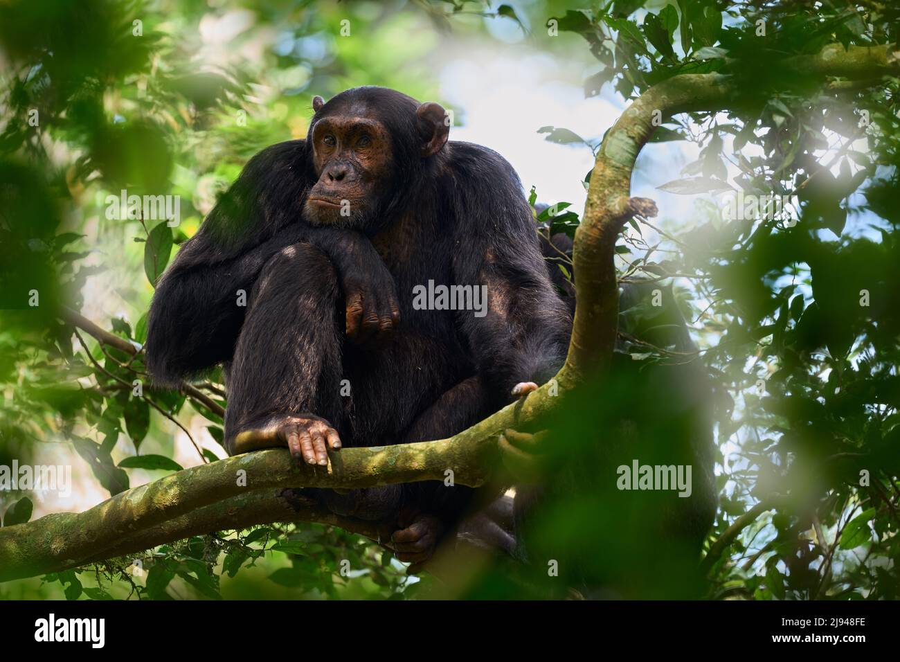 Wildlife Uganda. Chimpanzee, Pan troglodytes, on the tree in Kibale National Park, Uganda, dark forest. Black monkey in the nature, Uganda in Africa. Stock Photo