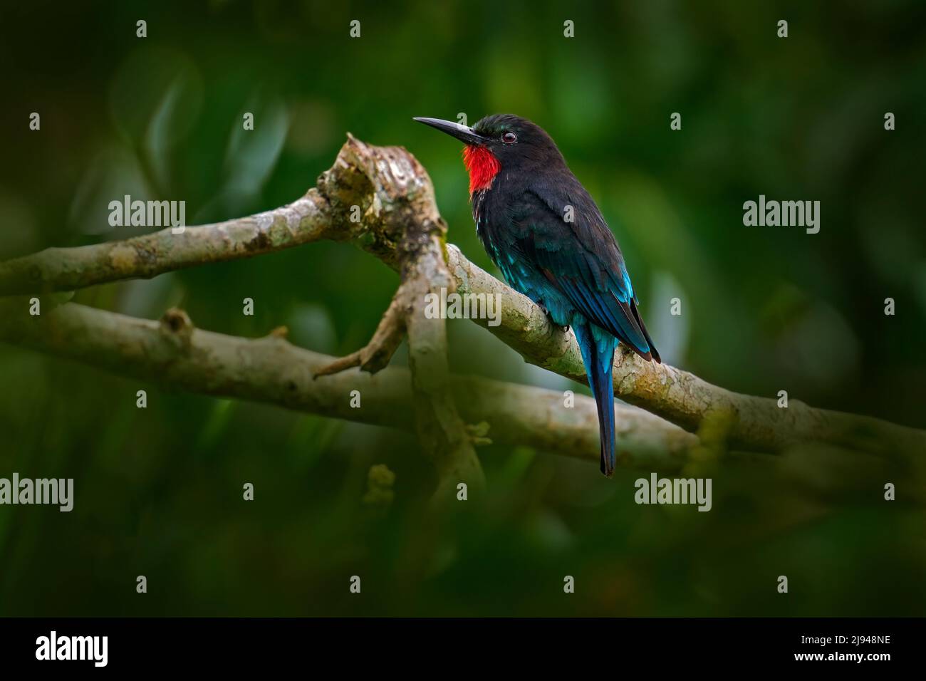 Forest bee eater. Black bee-eater, Merops gularis, bird. African tropical rainforest. Black bee-eater sitting on tree branch in the Kibale National Pa Stock Photo