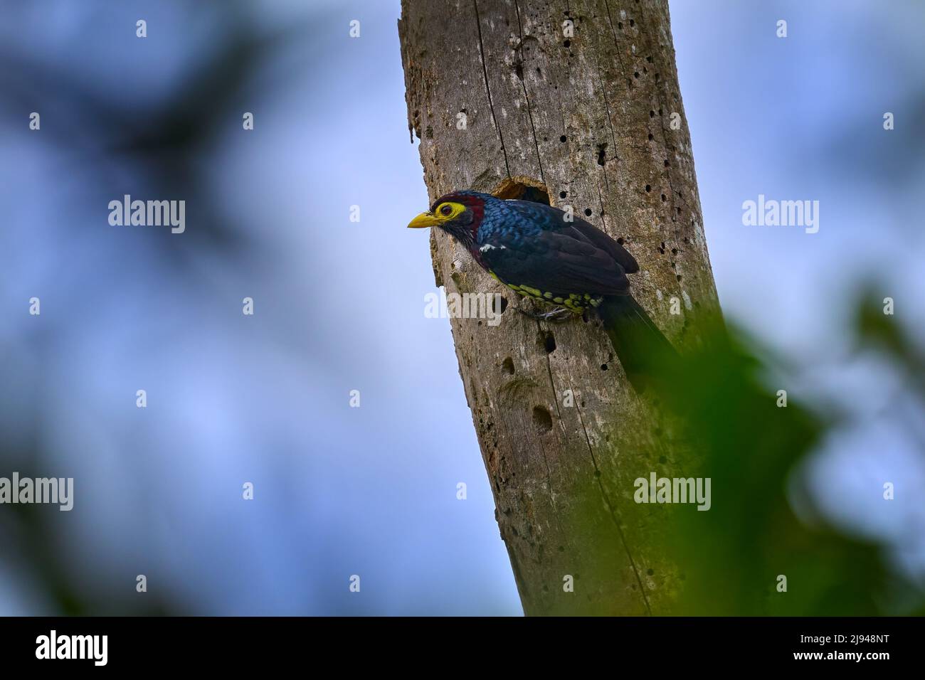 Yellow-billed Barbet, Trachyphonus purpuratus, beautiful colored barbet from African forests and woodlands, Kibale forest, Uganda. Yellow anf blue bir Stock Photo