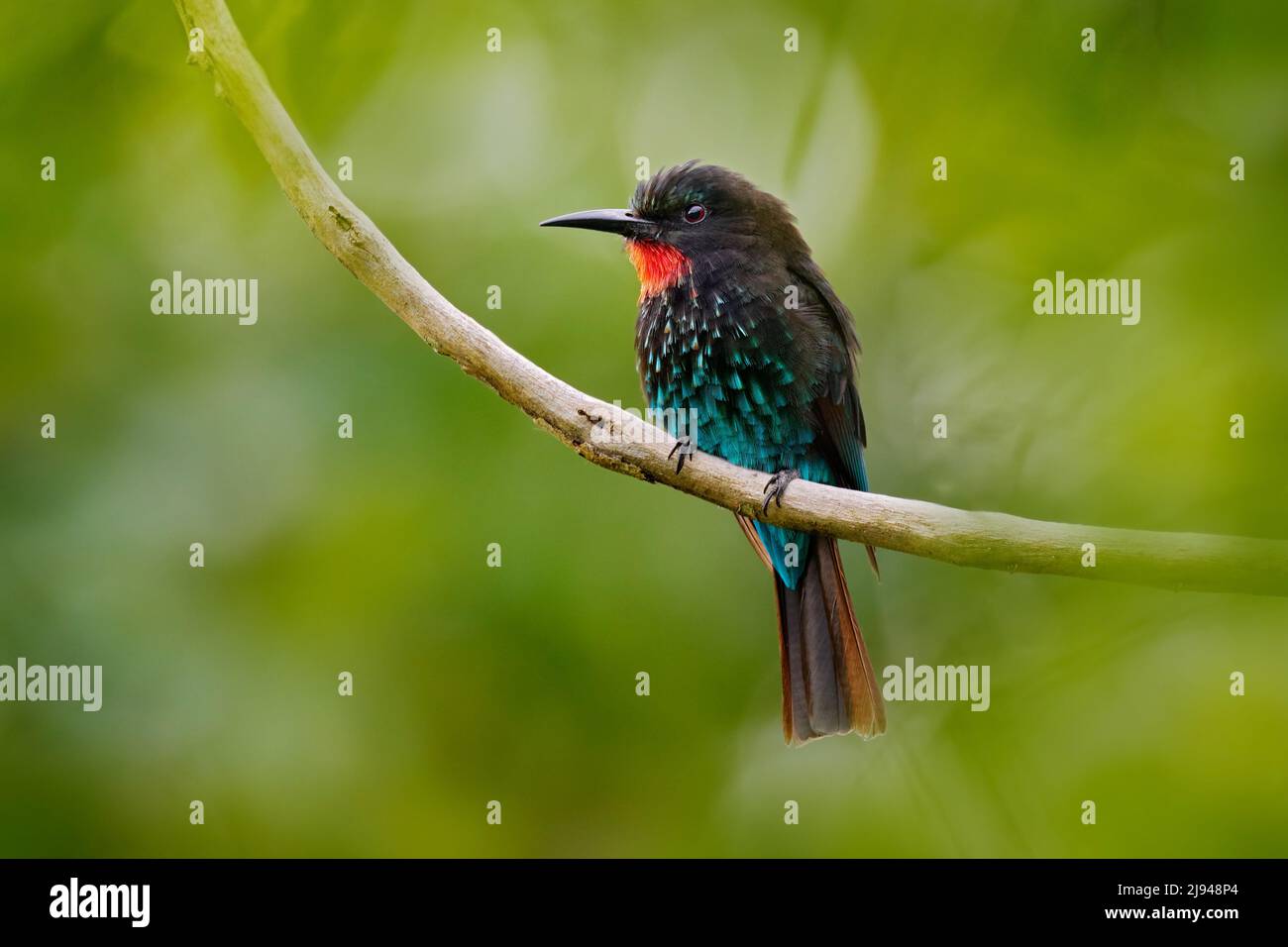 Forest bee eater. Black bee-eater, Merops gularis, bird. African tropical rainforest. Black bee-eater sitting on tree branch in the Kibale National Pa Stock Photo