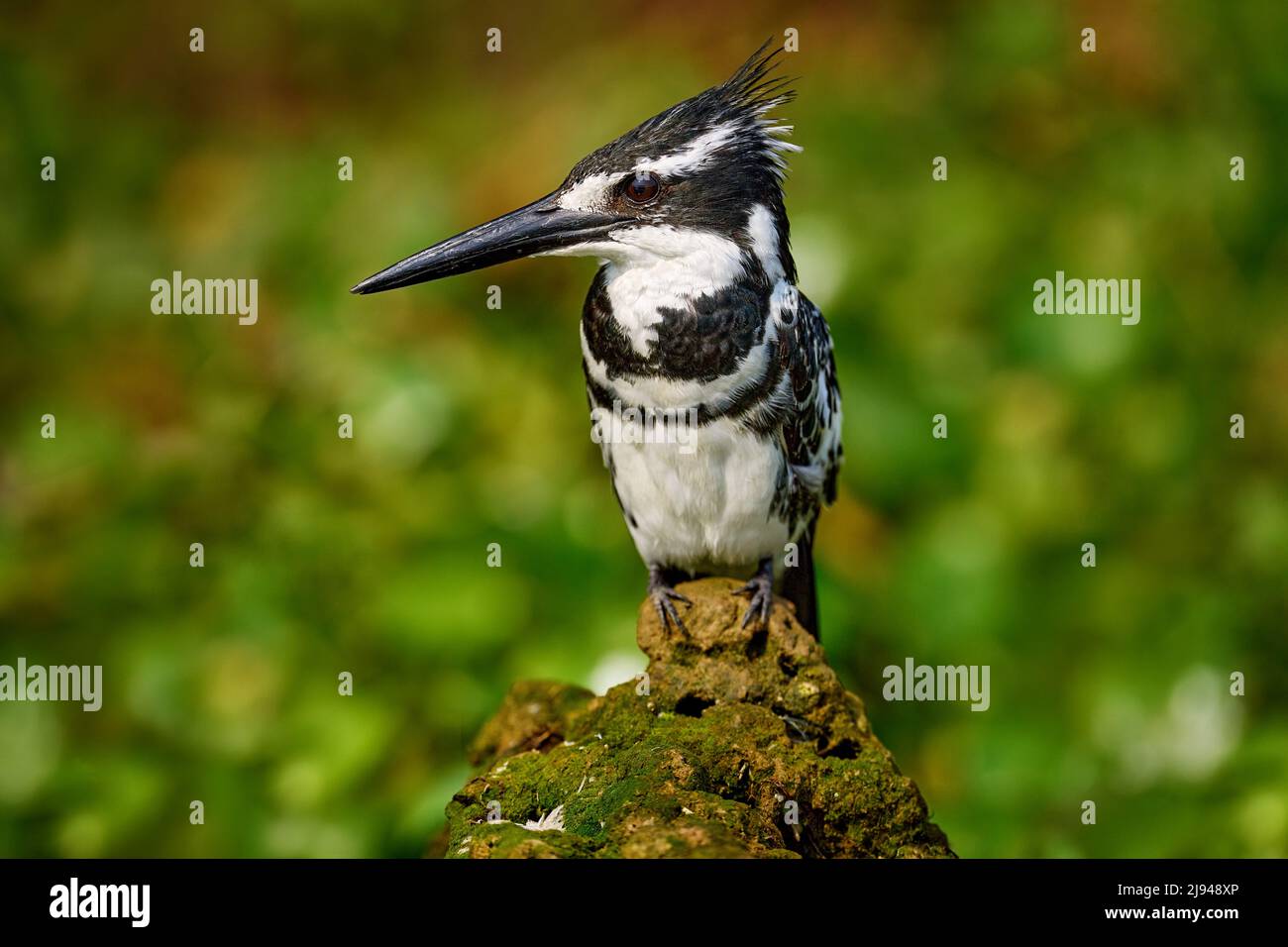 Kingfisher in Kazinga Channel, Queen Elizabeth national park, Uganda. Pied Kingfisher, Ceryle rudis, evening light with pink flower. Black and white b Stock Photo