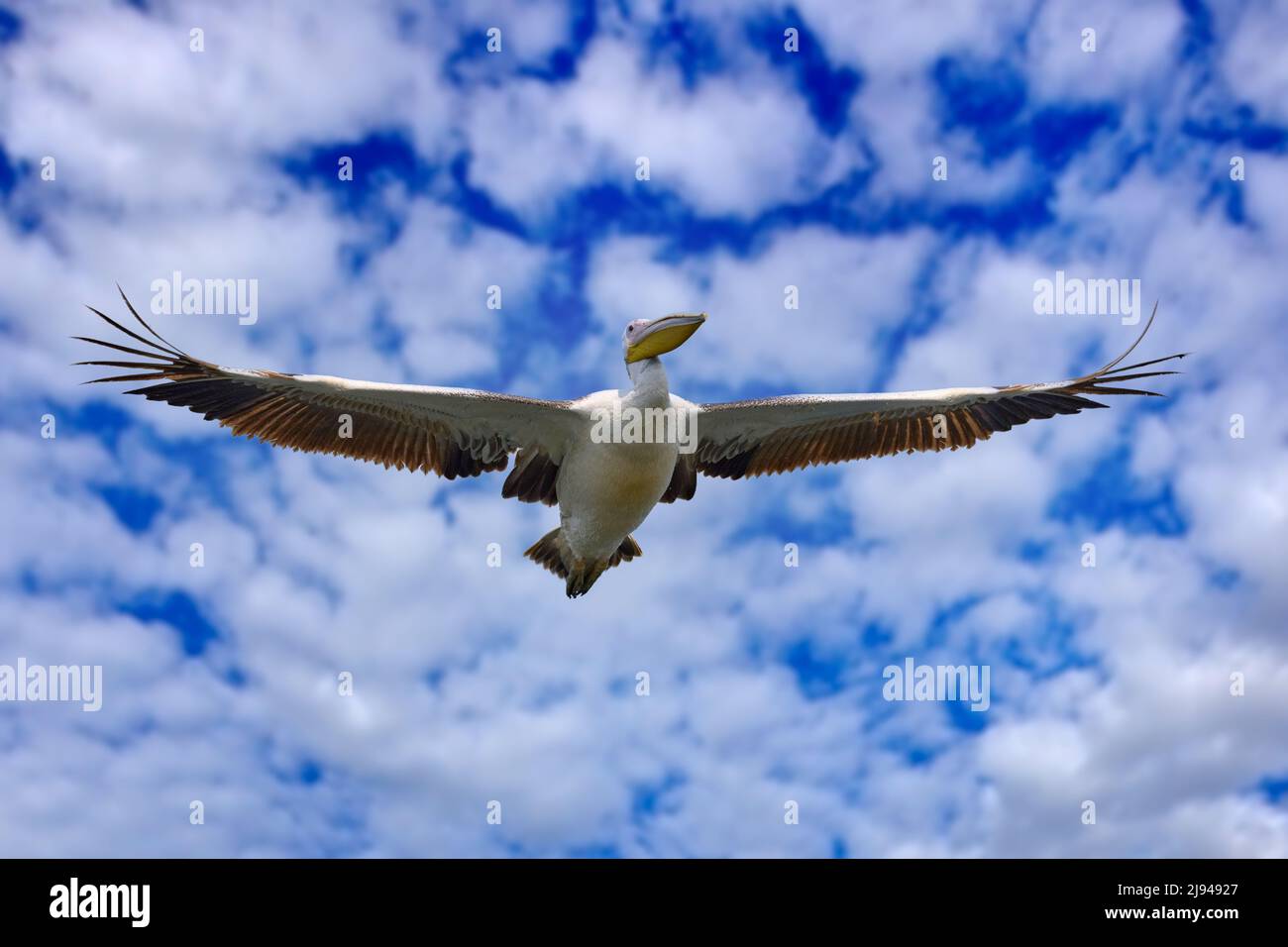 Pelican fly on the blue sky with white clouds. Great white pelican, Pelecanus onocrotalus. Detail bill portrait of pelican, Uganda in Africa. Wildlife Stock Photo