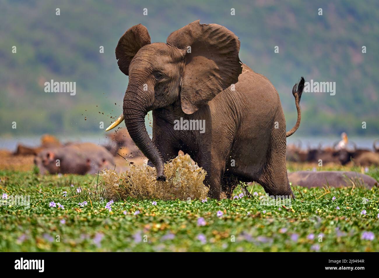 Elephant in Kazinga Channel Queen Elizabeth NP in Uganda. Young male paying in the water with pink pink hyacinth flower bloom, wild nature. Wildlife U Stock Photo
