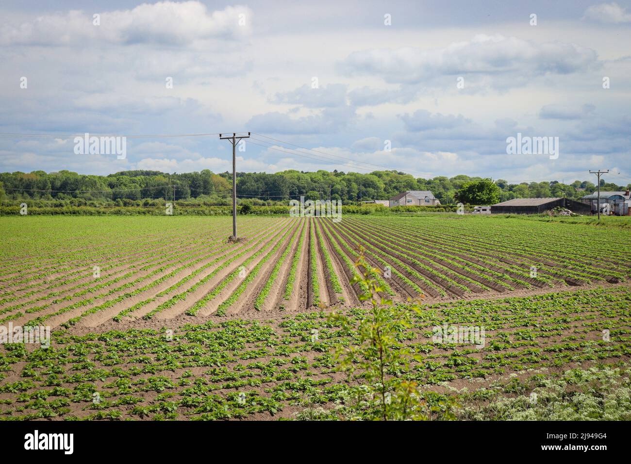 Neatly ploughed field, arable land Stock Photo