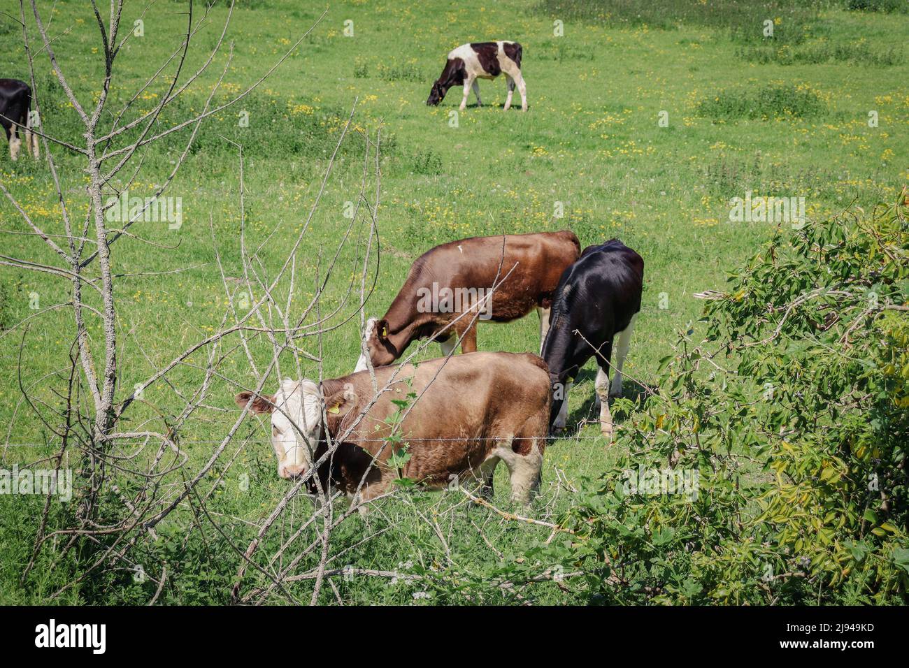 Dairy calves - Cow / Cows /  Cattle Stock Photo
