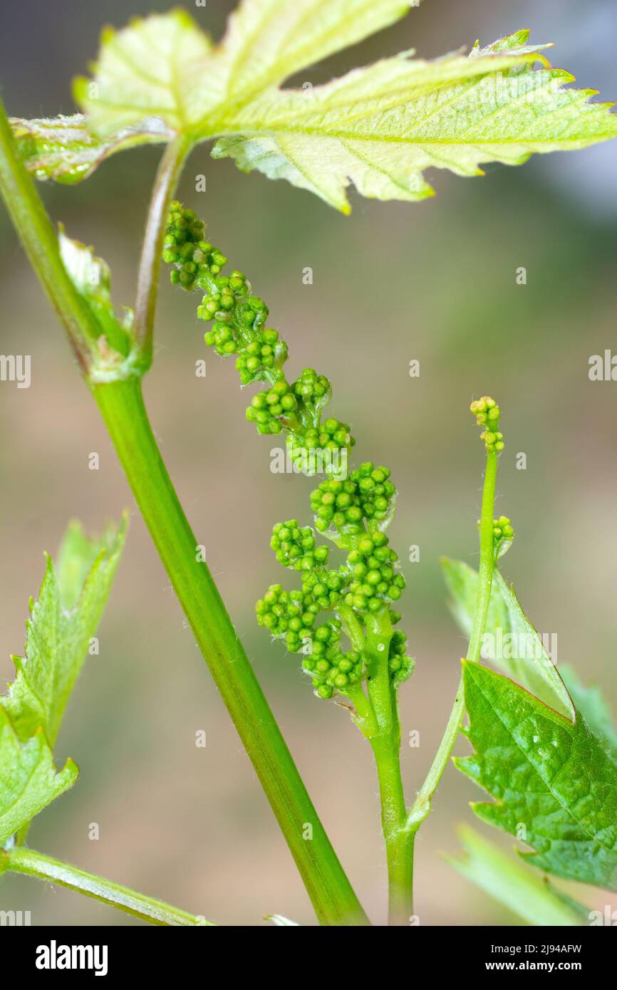 Grape flower buds hires stock photography and images Alamy