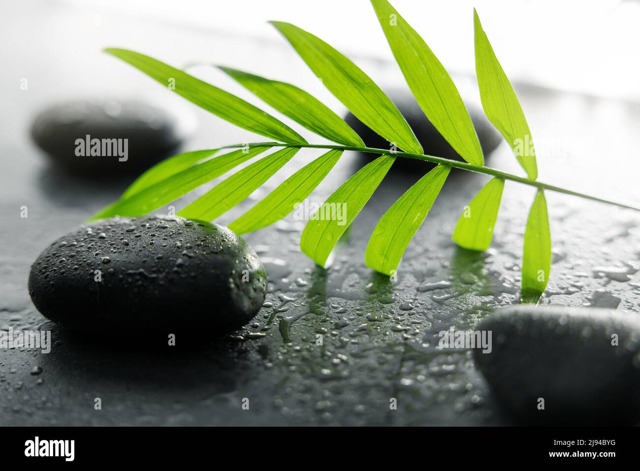 spa treatment and wellness concept. green leaf with wet black stones Stock Photo