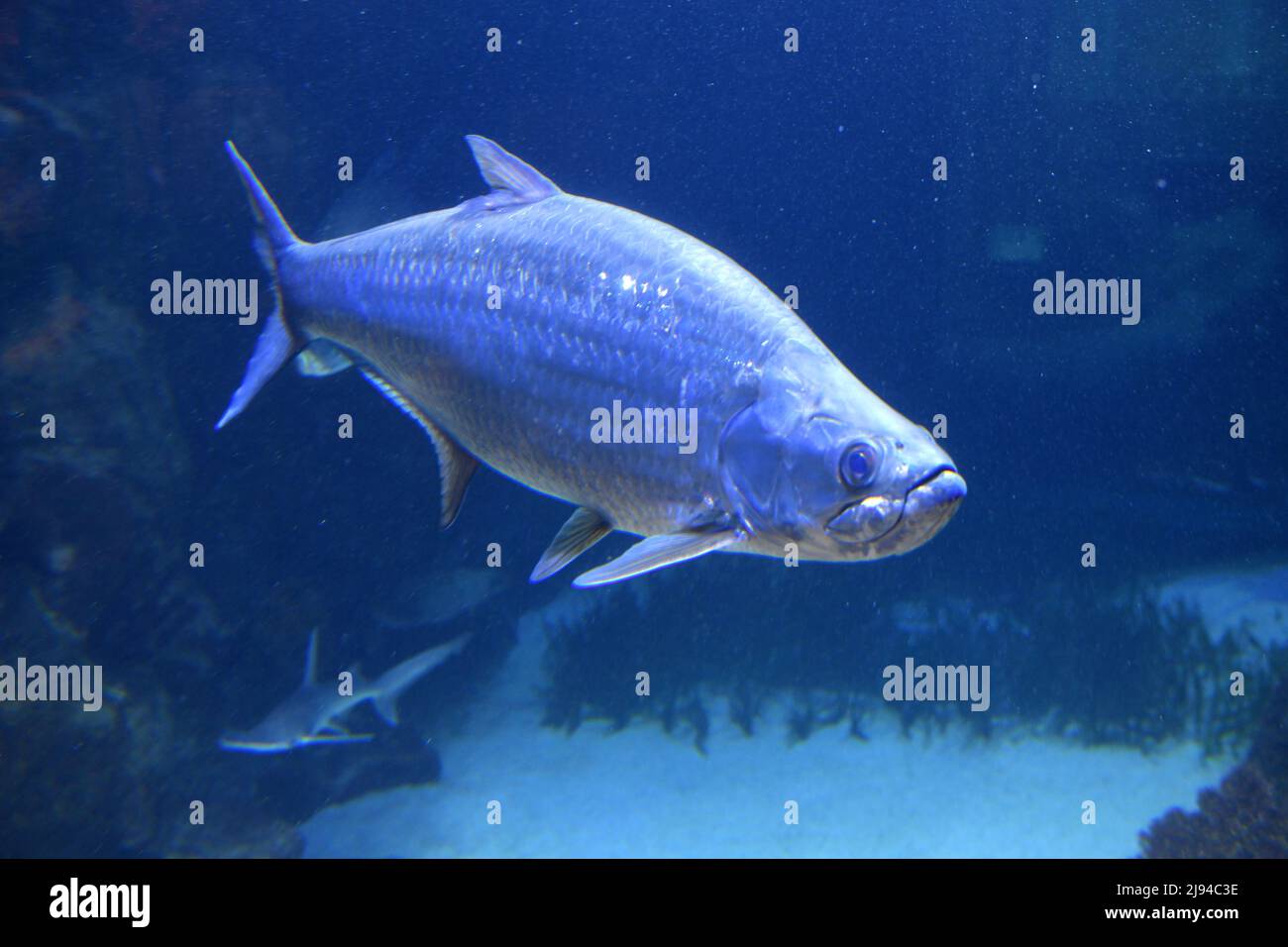 Haus des Meeres in Wien, Österreich, Europa House of the Sea in